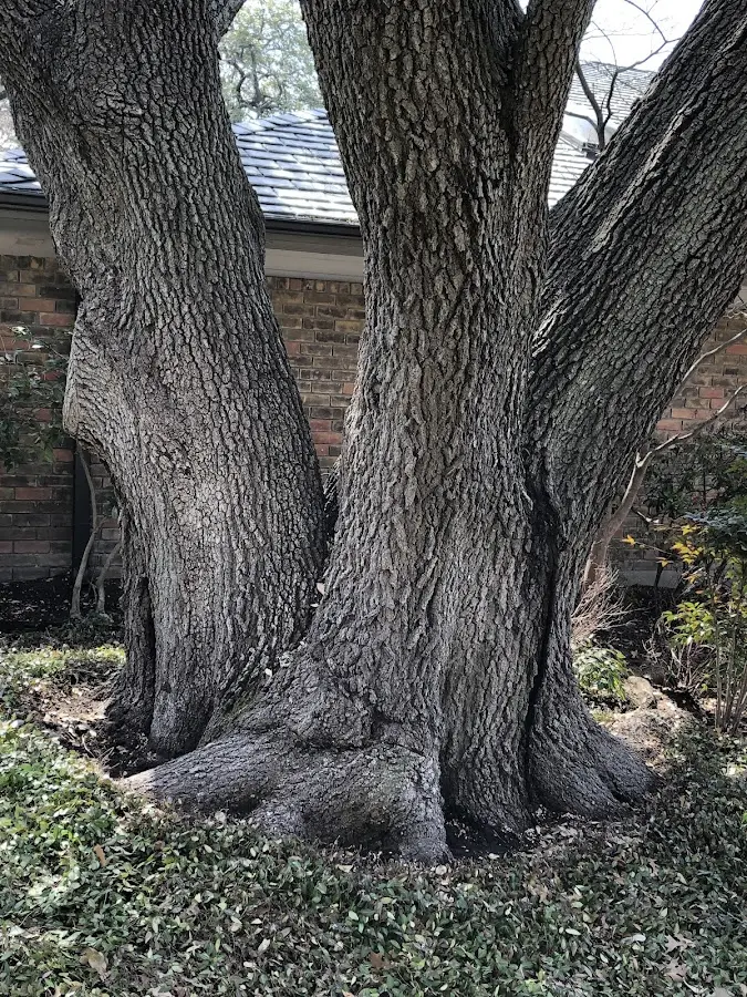 Mature heritage tree close to a Vermillion property cared for by certified arborists